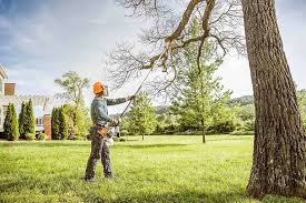 Best Tree Disease Treatment  in Lebanon, OH